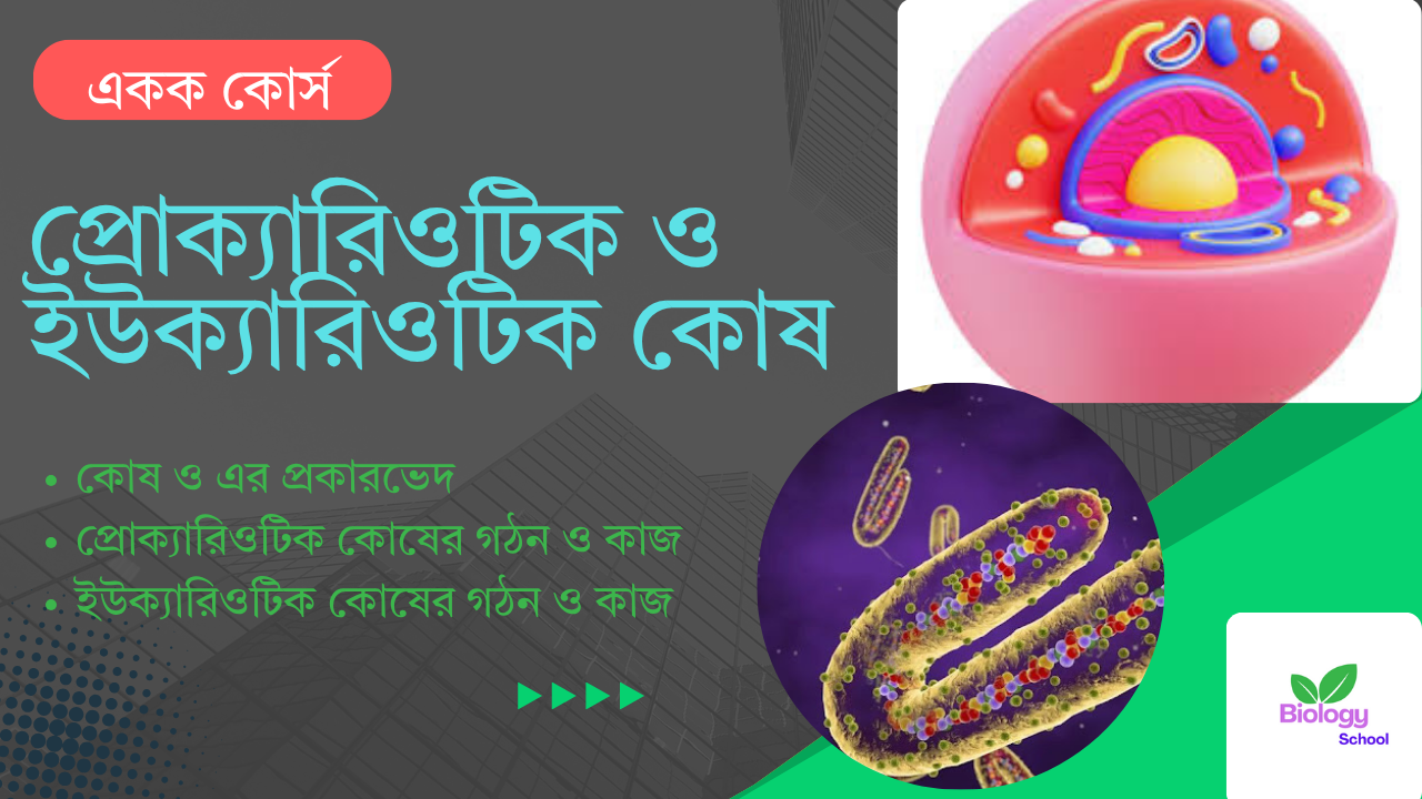 প্রোক্যারিওটিক ও ইউক্যারিওটিক কোষ