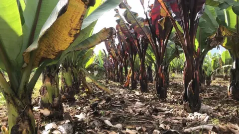 False bananas