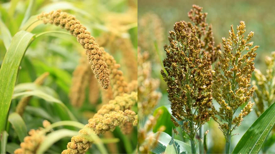 Pearl millet and sorghum