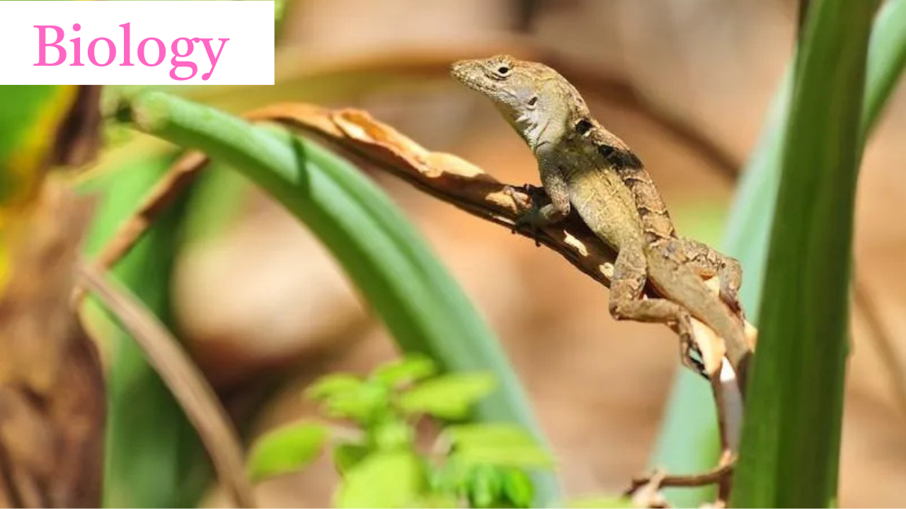 Brown anole-3.9.2025