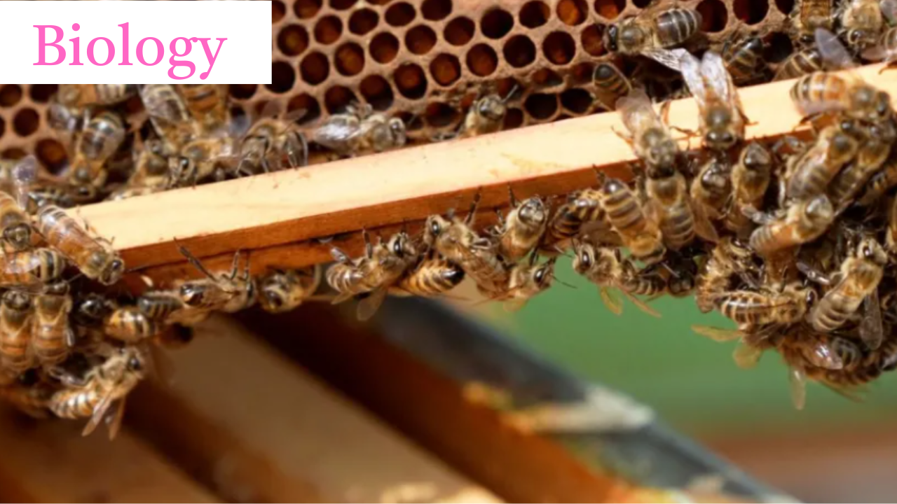 Superfoof of Honeybee